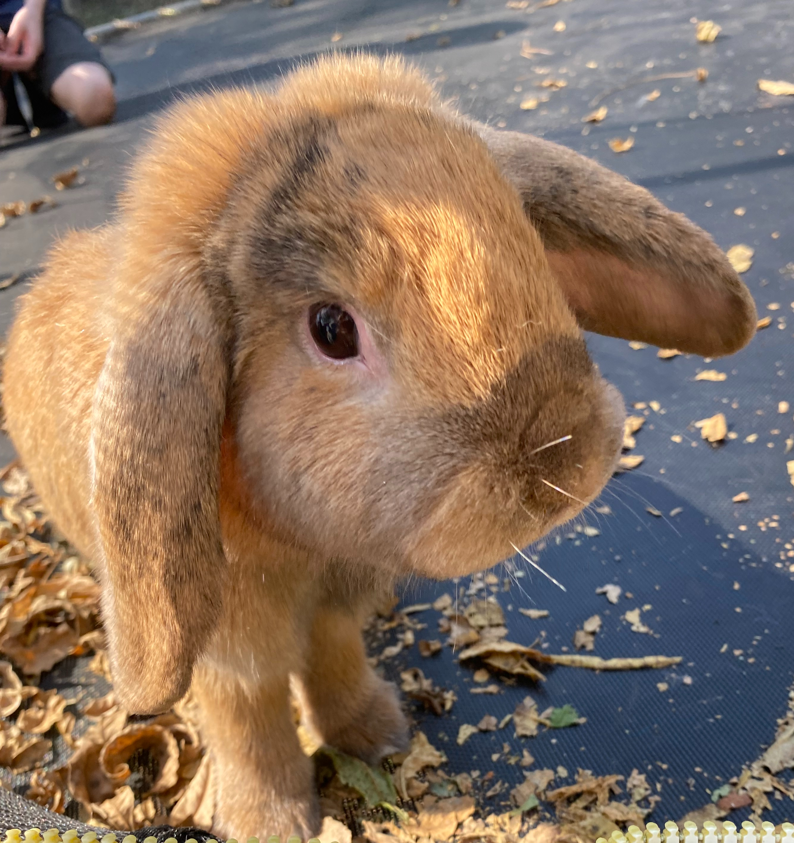 Acorn, an adopted mixed breed in Brainerd, MN image 1/6
