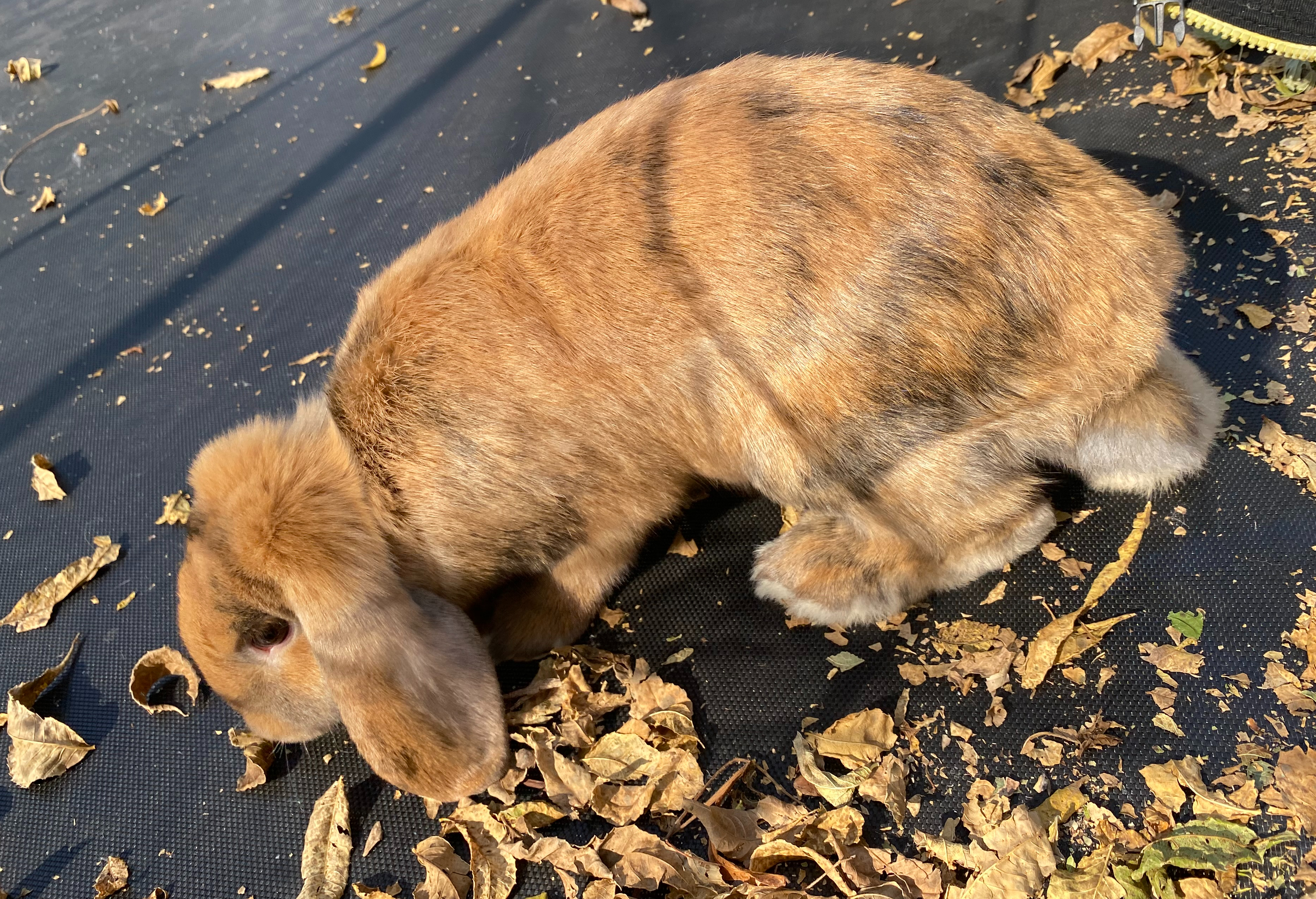 Acorn, an adopted mixed breed in Brainerd, MN image 3/6