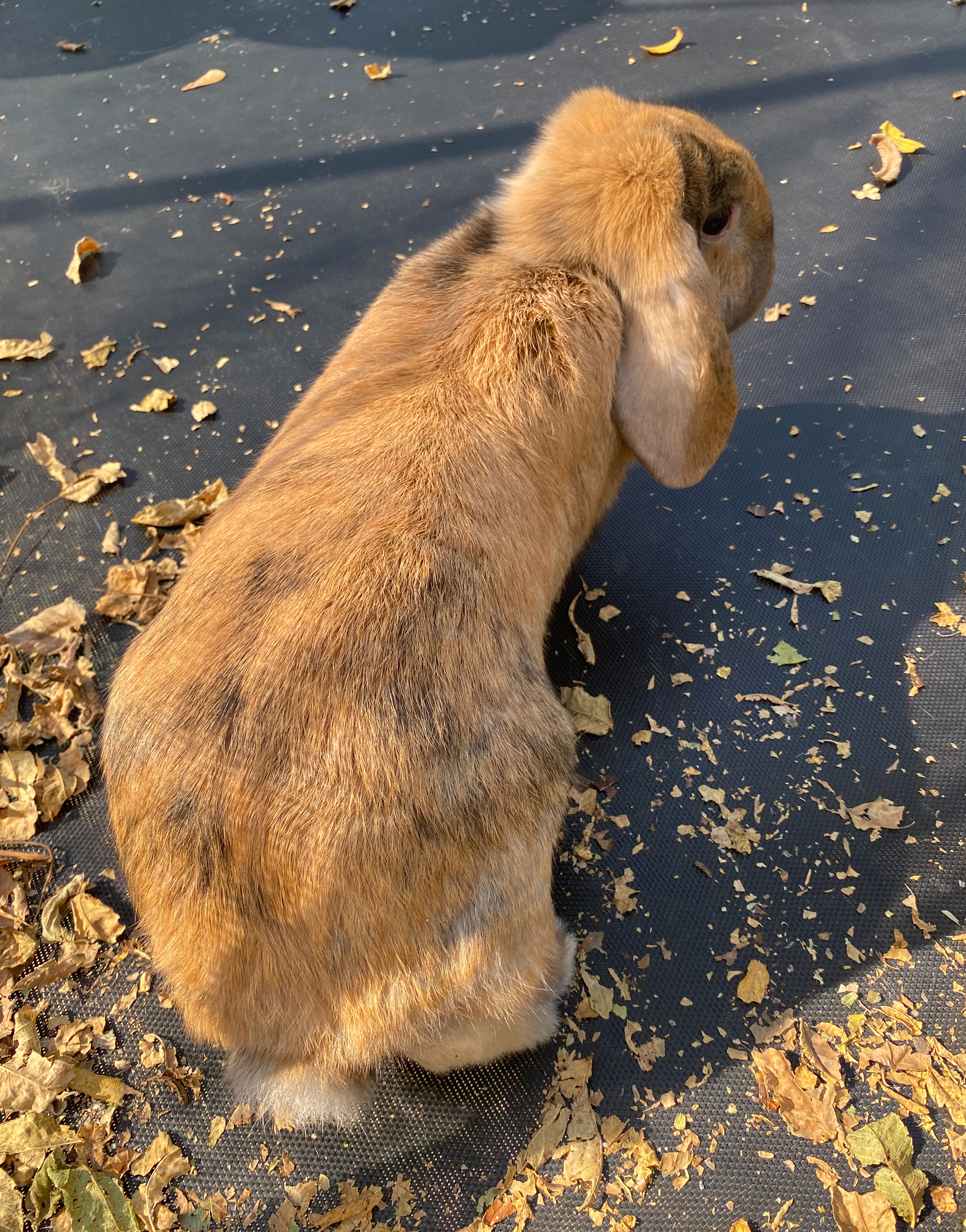 Acorn, an adopted mixed breed in Brainerd, MN image 4/6