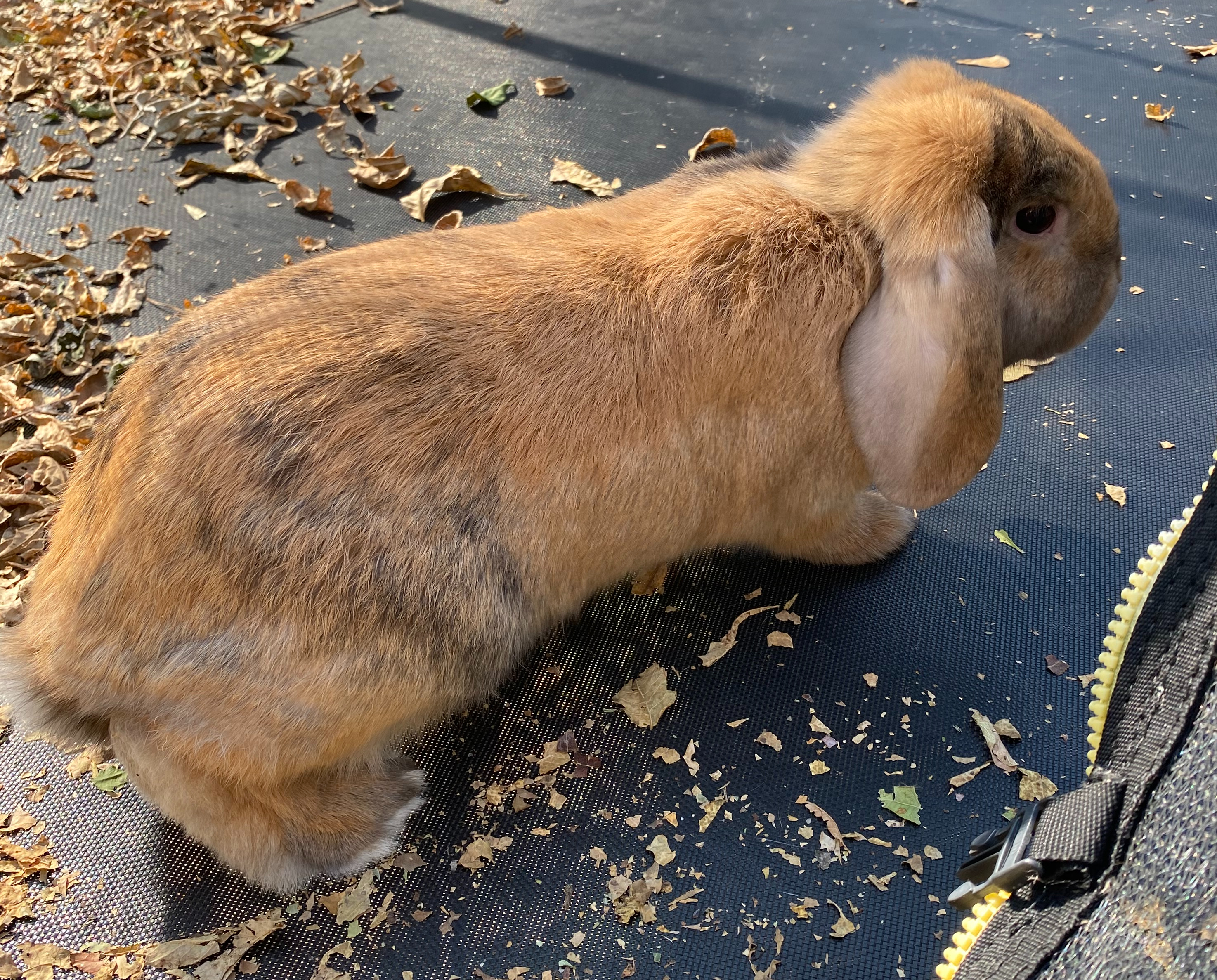 Acorn, an adopted mixed breed in Brainerd, MN image 5/6