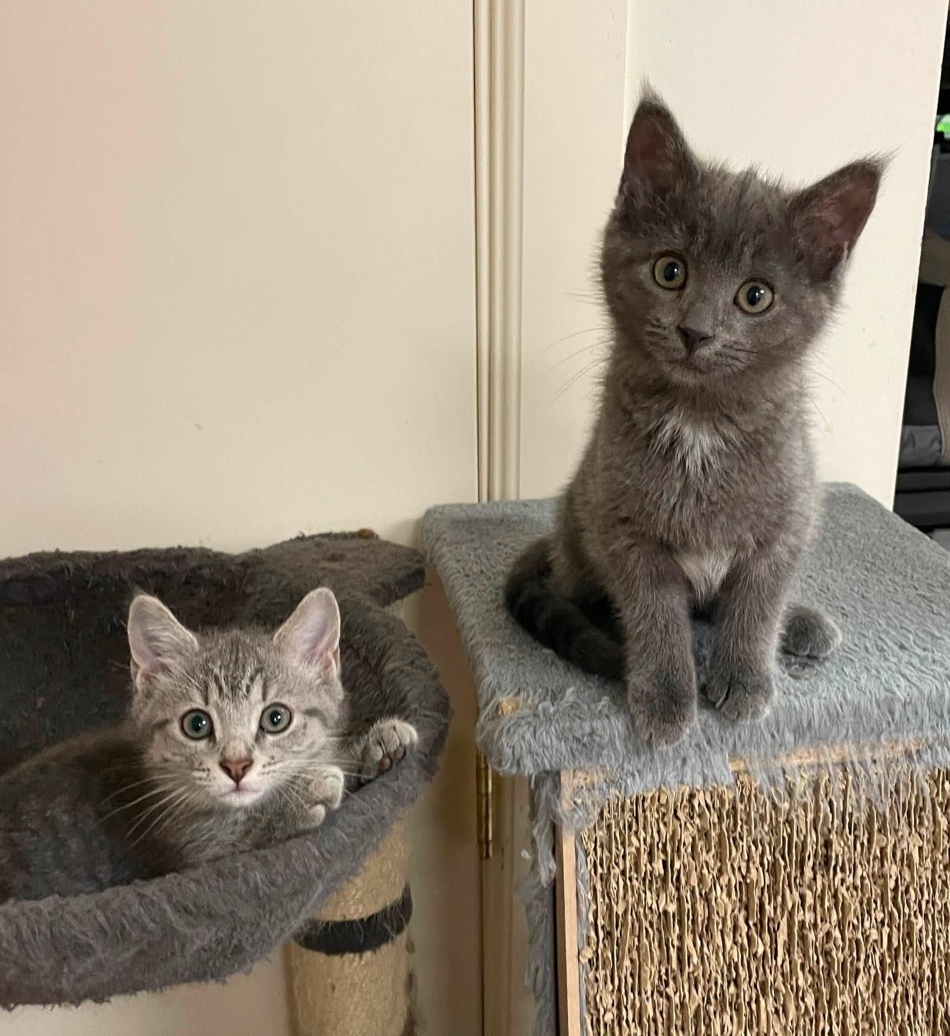 Smoky, a Adoptable Domestic Short Hair in Sterling Heights, MI image 3/4