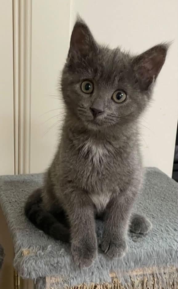 Smoky, a Adoptable Domestic Short Hair in Sterling Heights, MI image 1/4