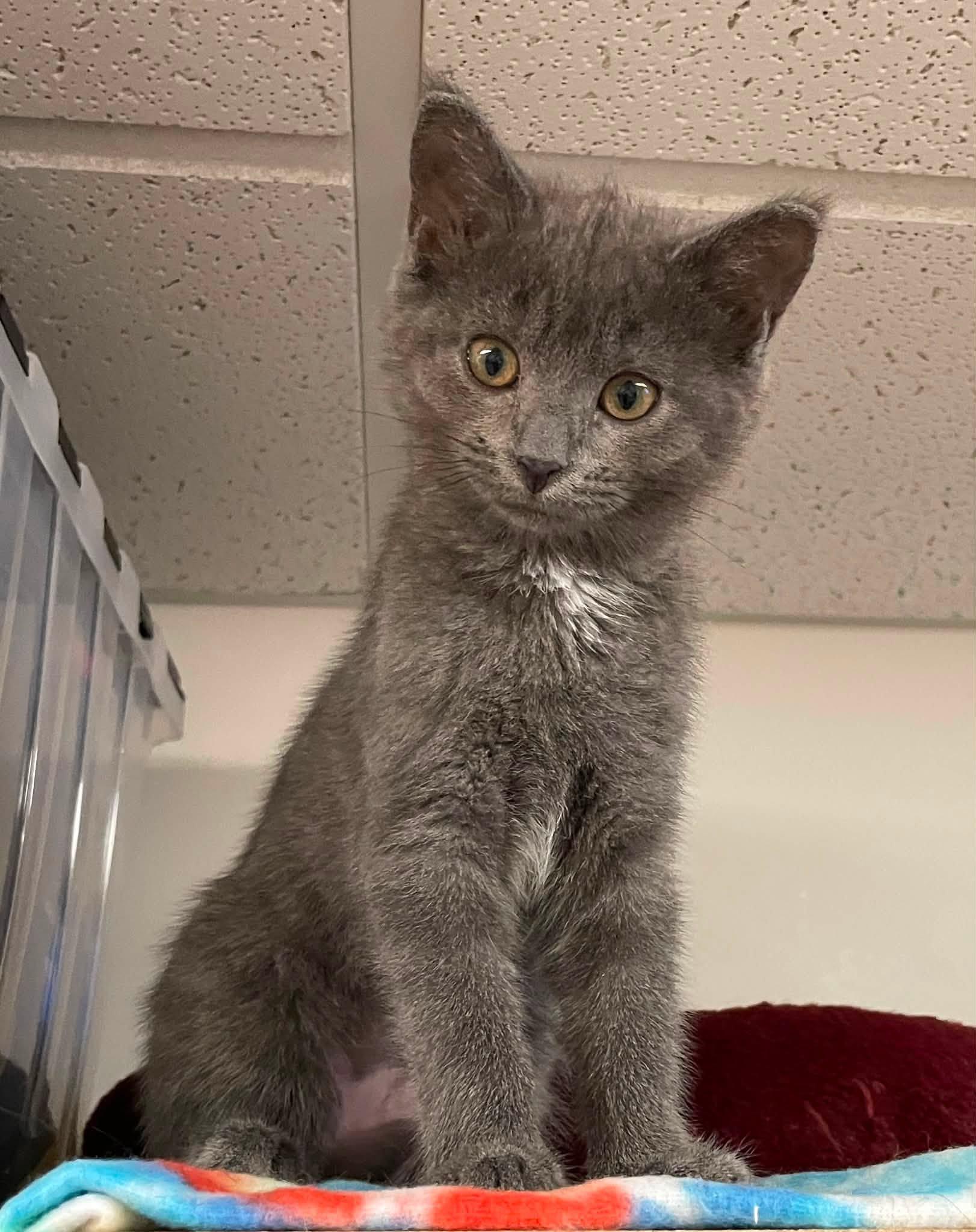 Smoky, a Adoptable Domestic Short Hair in Sterling Heights, MI image 2/4