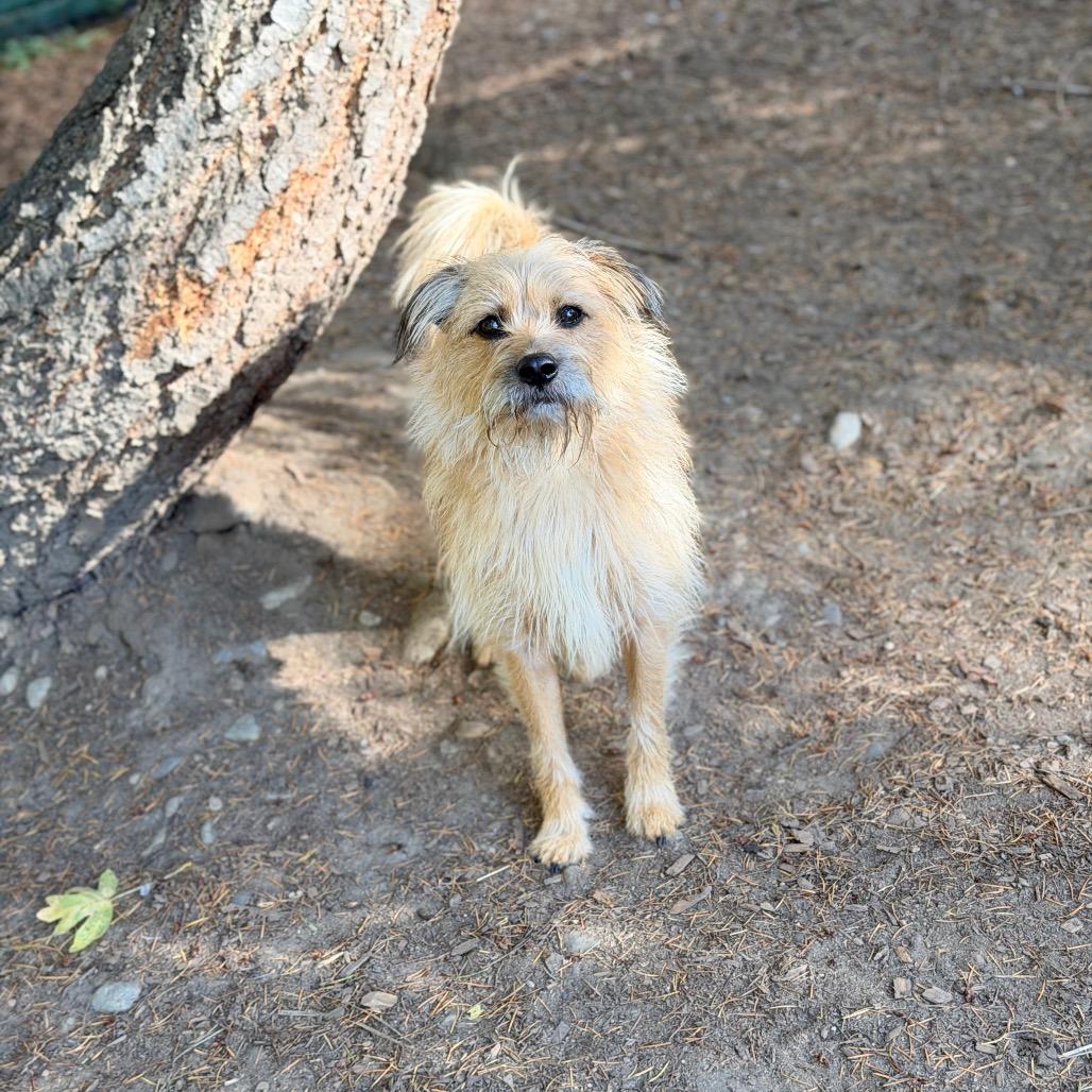 Enlarge BENJI, a Adopted mixed breed in Graham, WA image 2/3