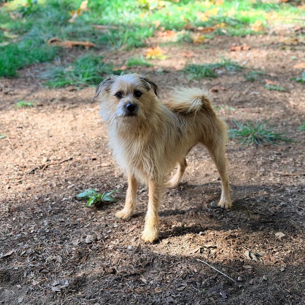 Enlarge BENJI, a Adopted mixed breed in Graham, WA image 3/3