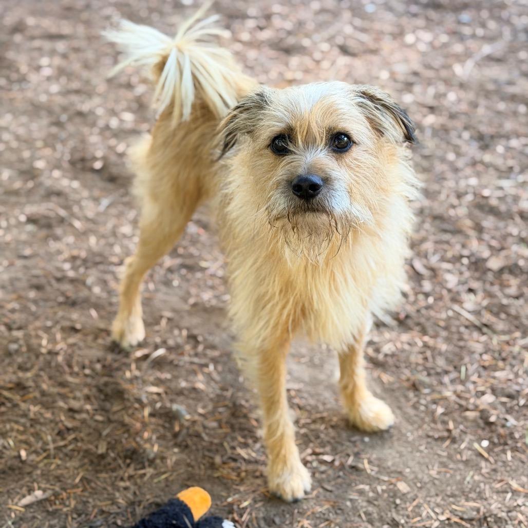 BENJI, Adopted, Adult Male Terrier.