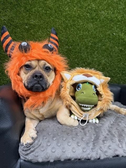 Denver, Adoptable, Adult Male Pug & Terrier.