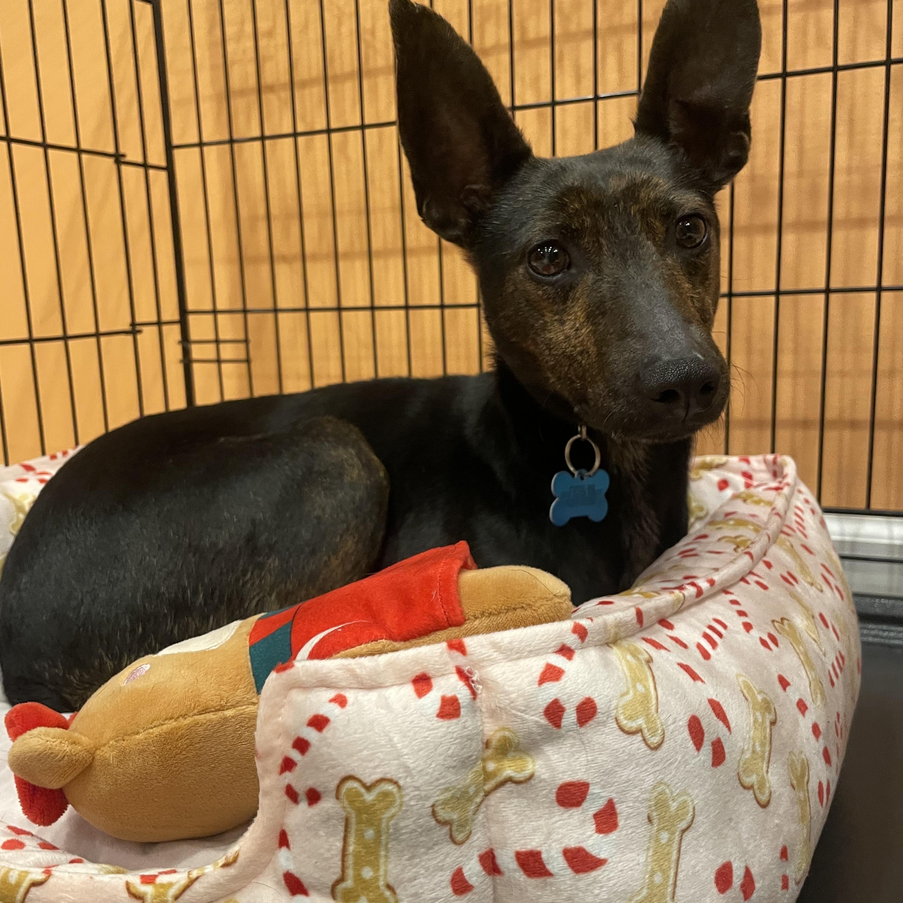 Zuzu, a ADOPTABLE mixed breed in Minneapolis, MN image 1/4