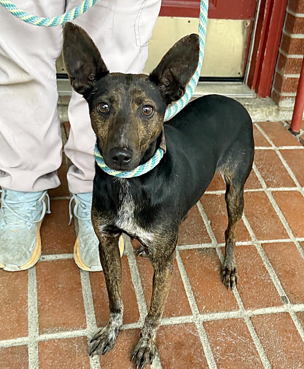 Zuzu, a ADOPTABLE mixed breed in Minneapolis, MN image 2/4