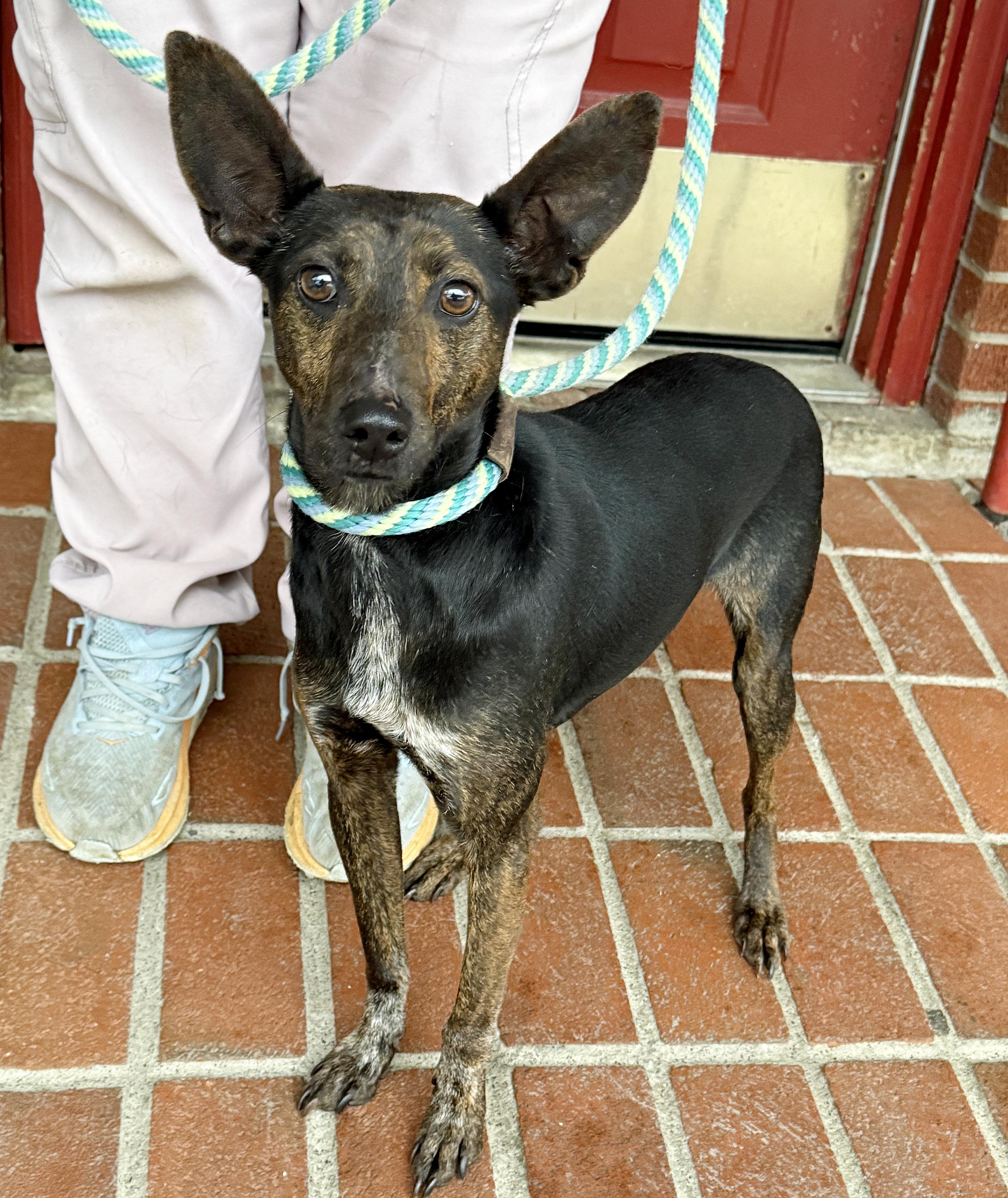 Zuzu, a ADOPTABLE mixed breed in Minneapolis, MN image 3/4