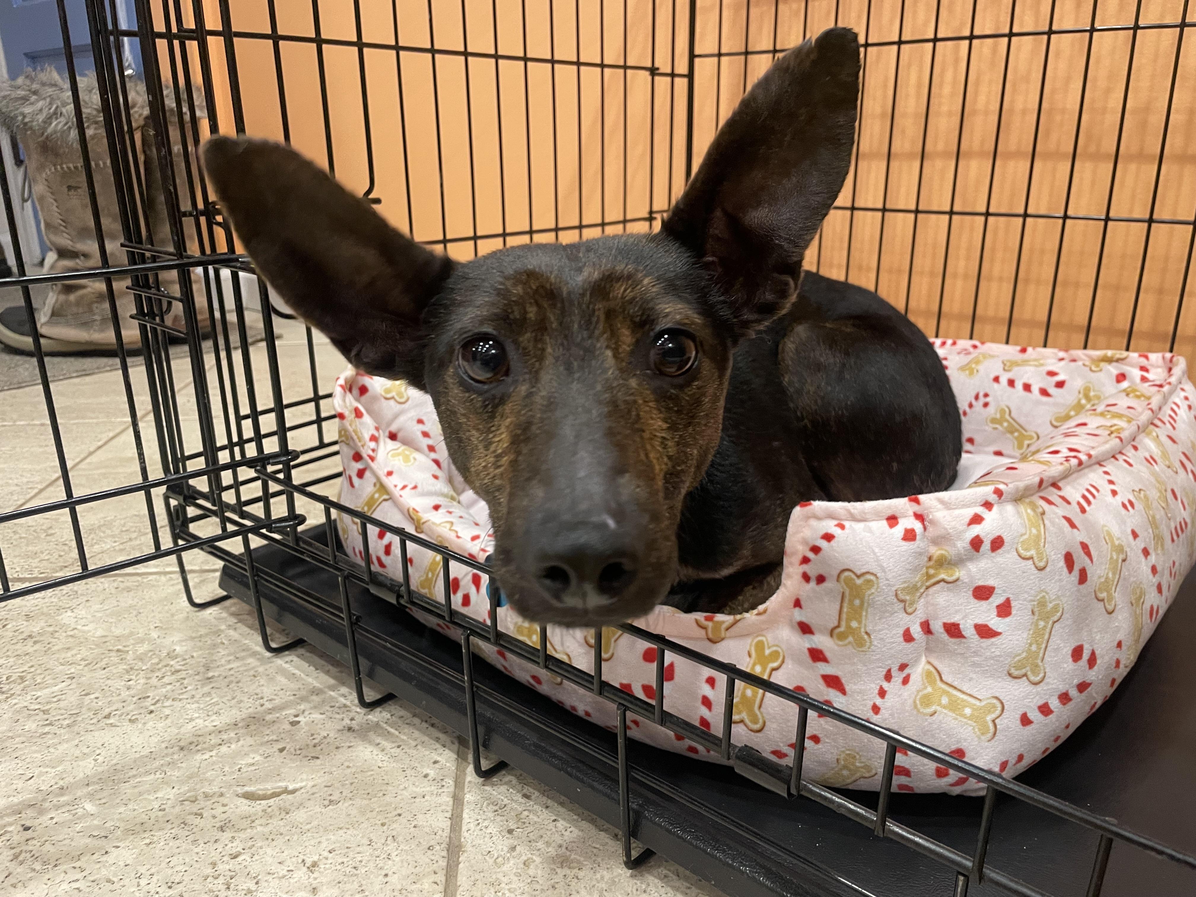 Zuzu, a ADOPTABLE mixed breed in Minneapolis, MN image 4/4