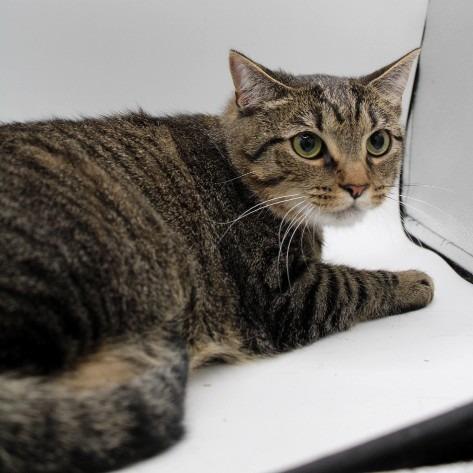 Sapphire - *Adoption Fee Fully Sponsored*, a Adoptable Domestic Short Hair in Alexandria, VA image 2/2