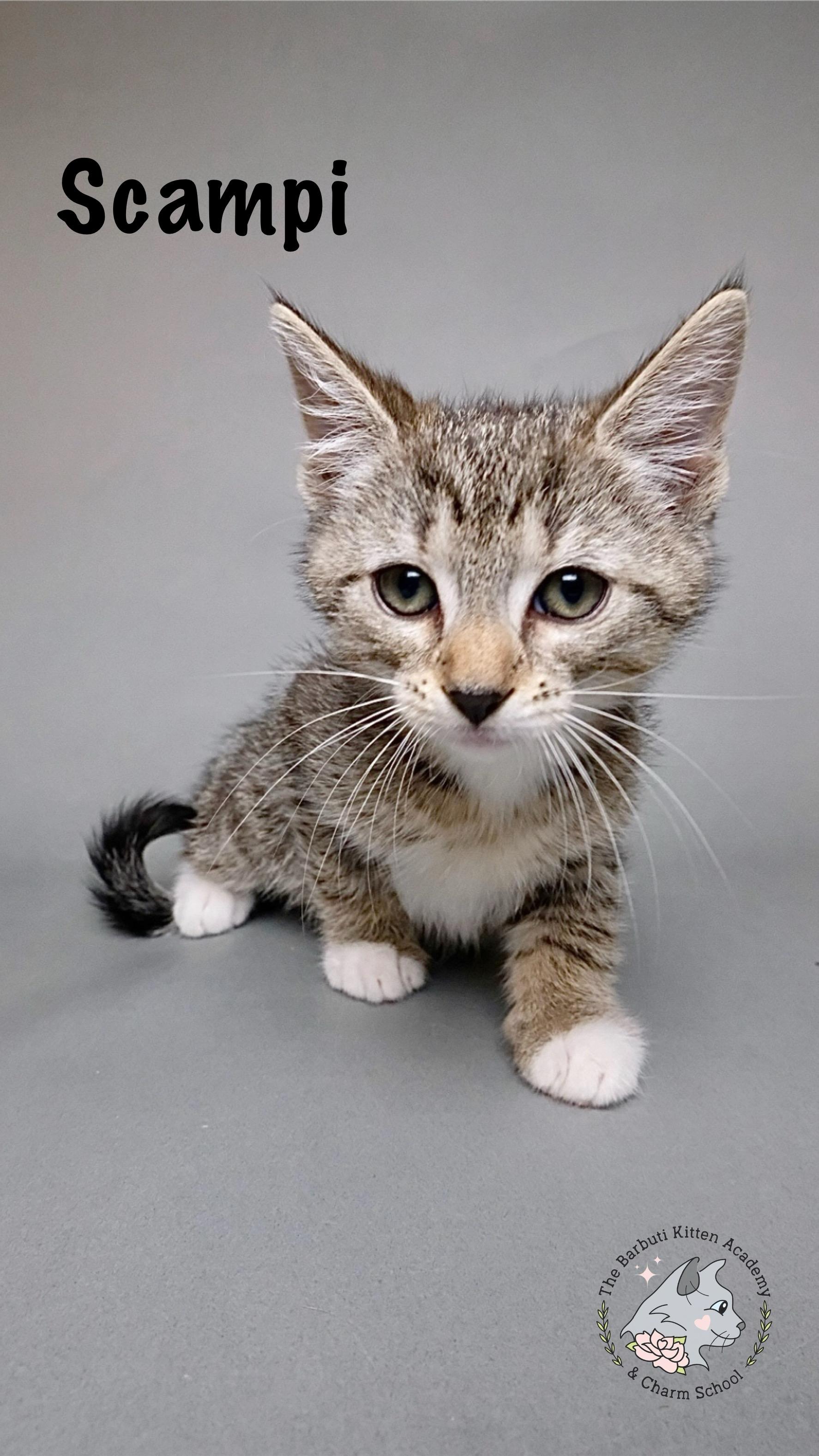 Enlarge Scampi, an adoptable Domestic Short Hair in Avoca, PA image 1/4