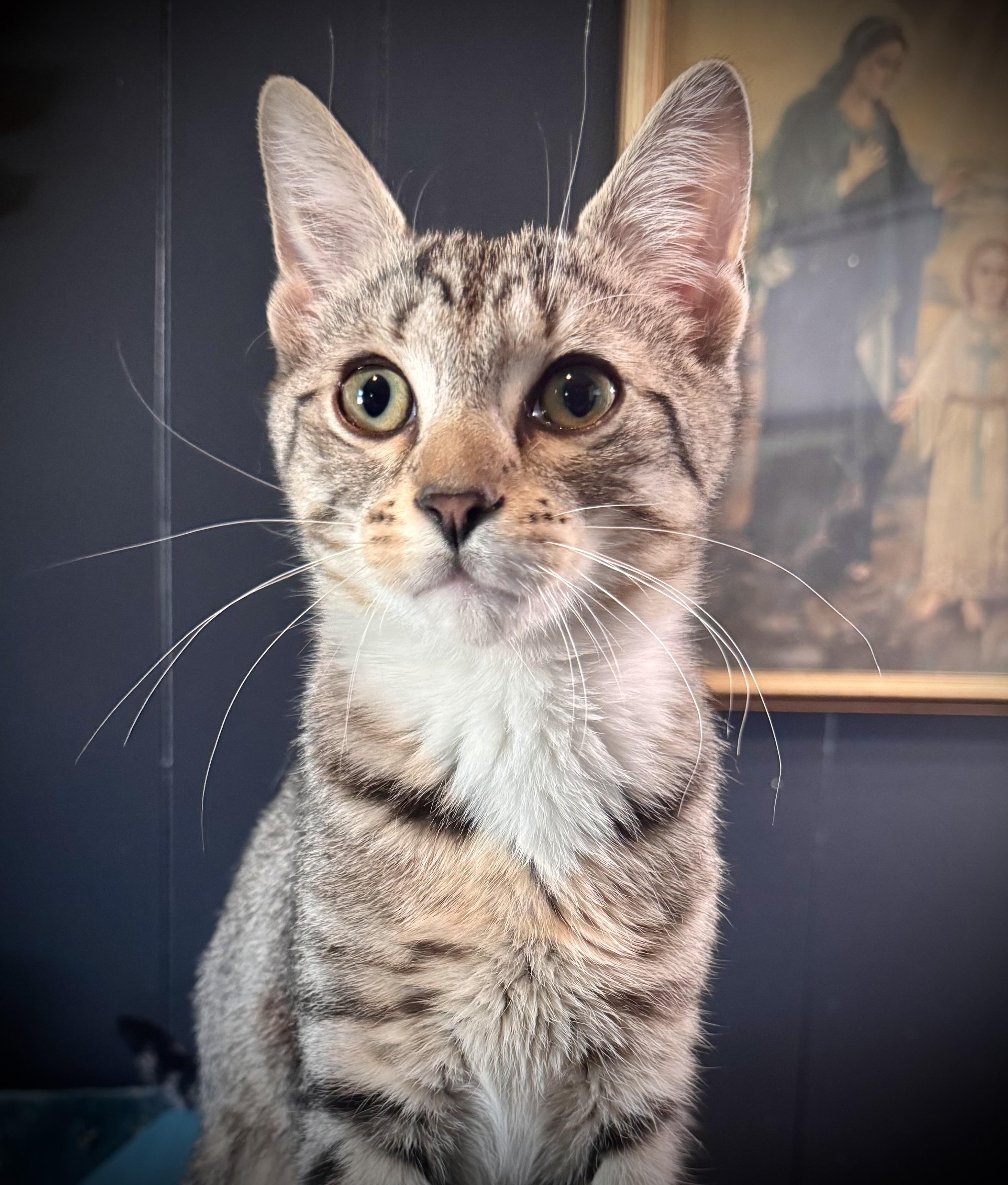 Enlarge Scampi, an adoptable Domestic Short Hair in Avoca, PA image 2/4