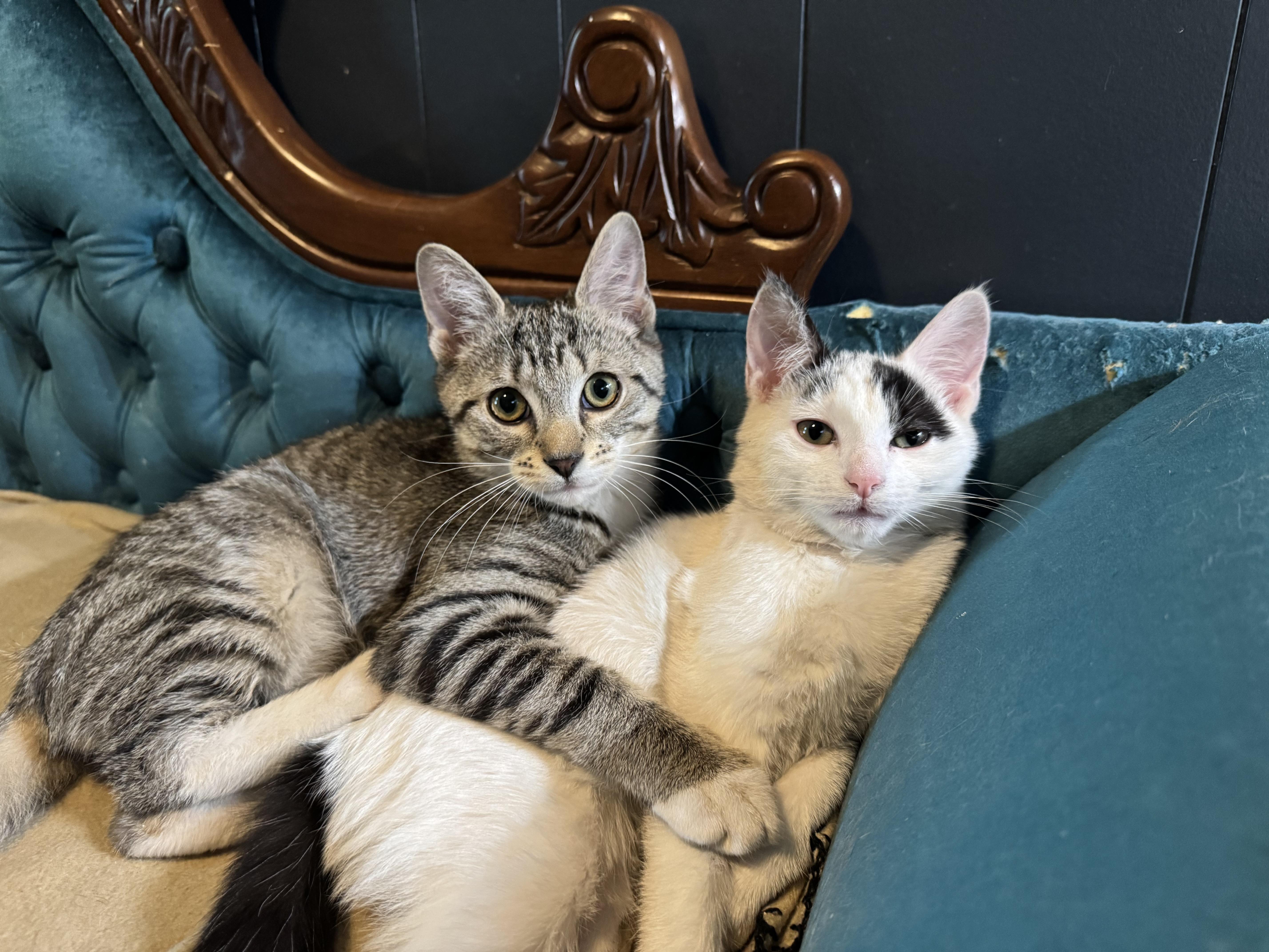 Enlarge Scampi, an adoptable Domestic Short Hair in Avoca, PA image 3/4