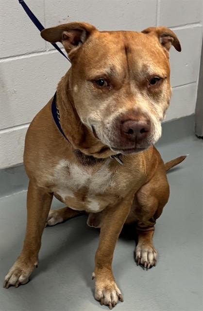 MATER, Adoptable, Adult Male Pit Bull Terrier.