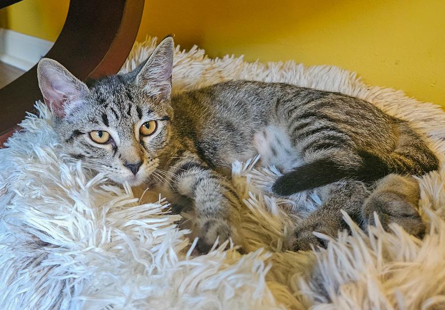 Enlarge Frances, a Adoptable Domestic Short Hair in Paramus, NJ image 1/1