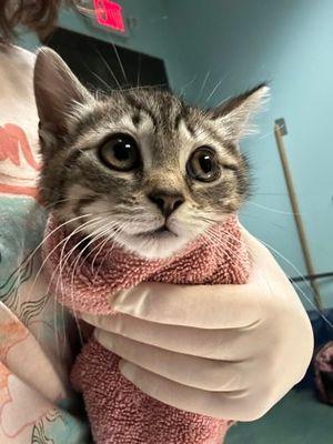 Enlarge Phoebe, a ADOPTABLE mixed breed in Williamsport, PA image 2/2