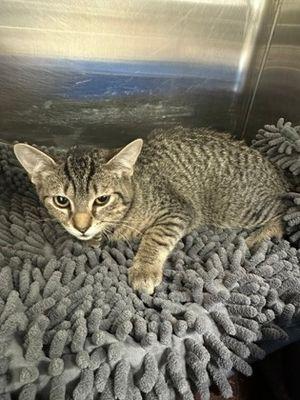 Phoebe, ADOPTABLE, Young Female Domestic Short Hair.