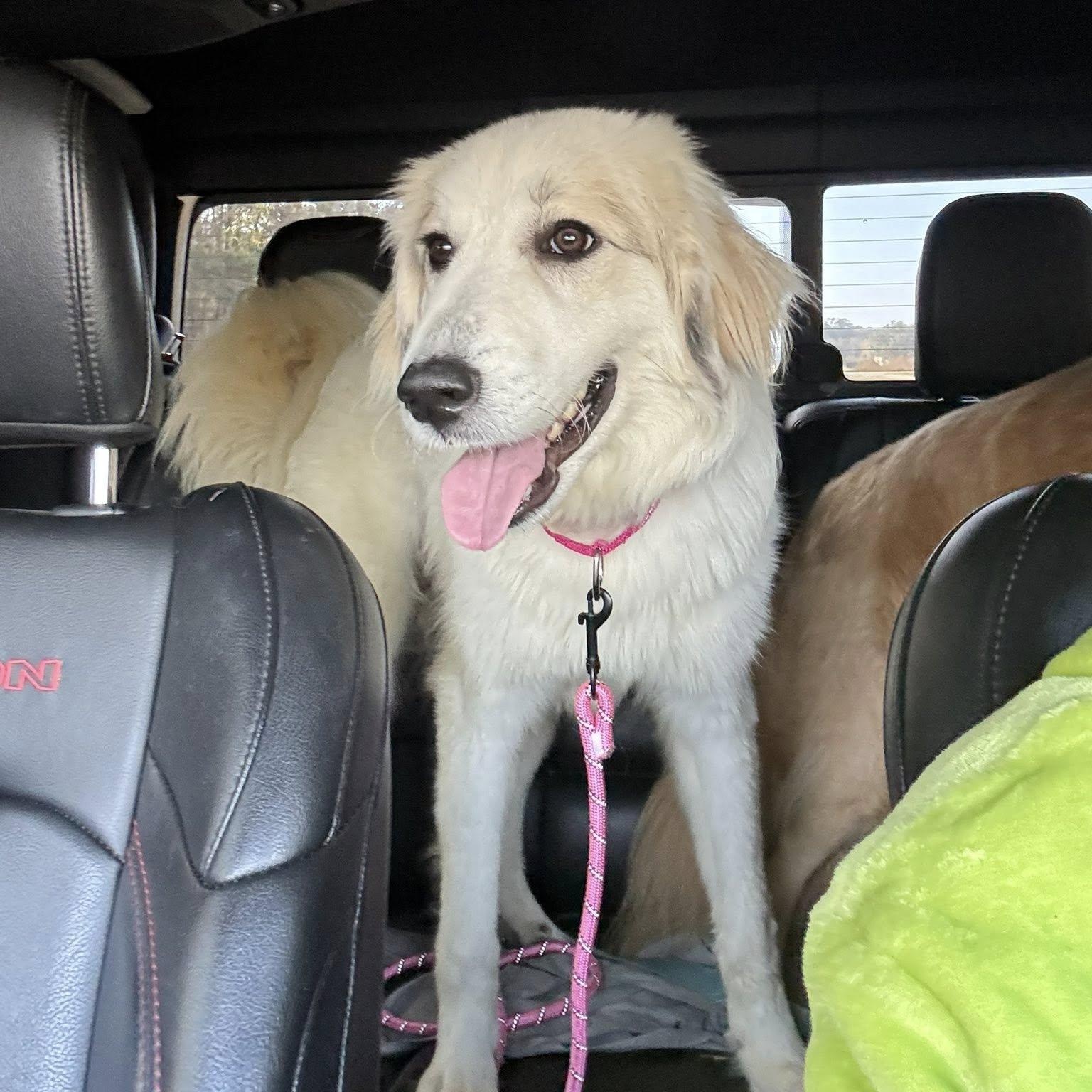 Enlarge Emma, an adopted Great Pyrenees in Calabash, NC image 3/4