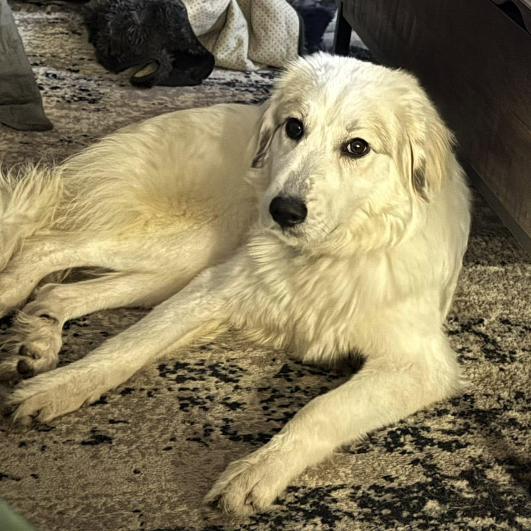 Enlarge Emma, an adopted Great Pyrenees in Calabash, NC image 1/4