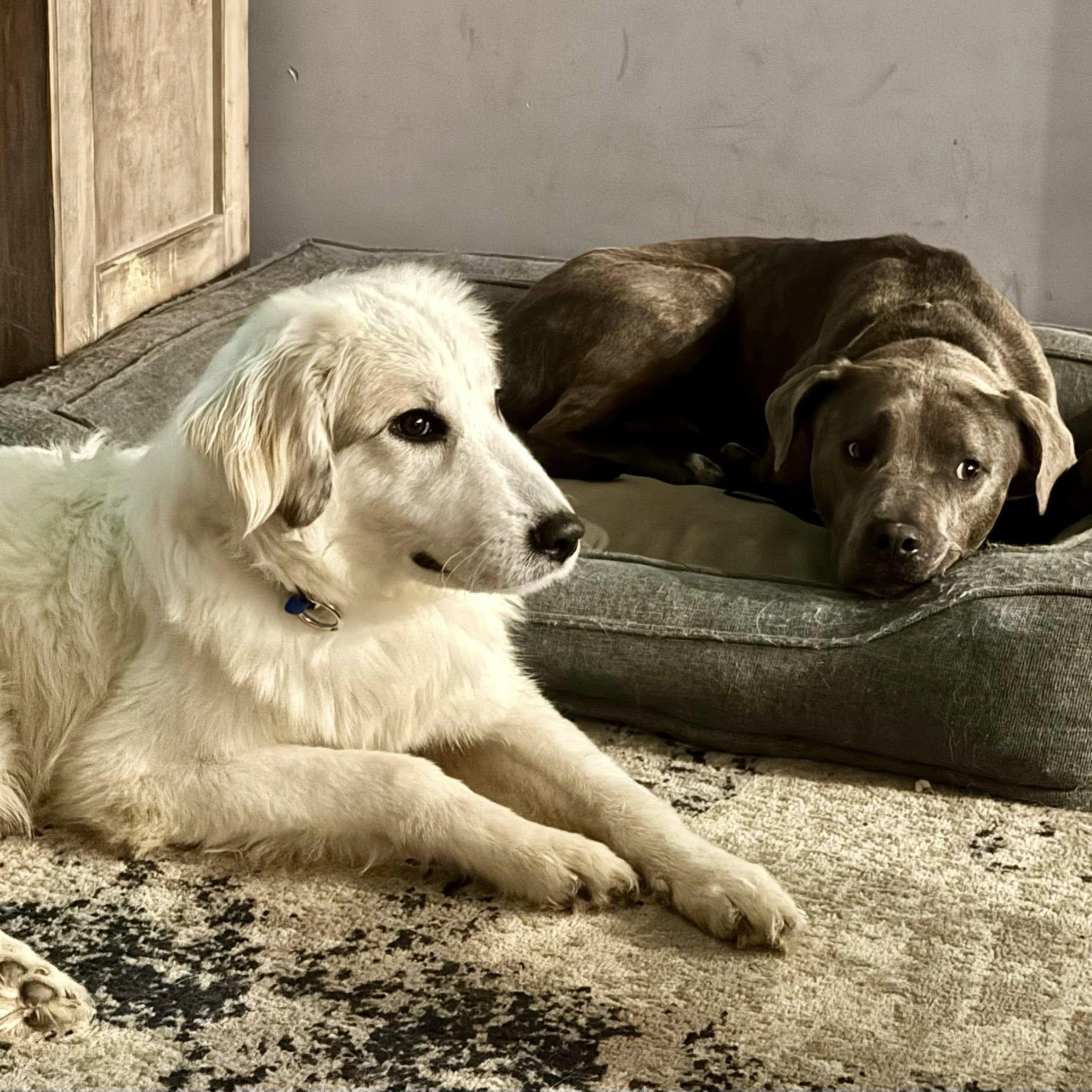 Enlarge Emma, an adopted Great Pyrenees in Calabash, NC image 4/4