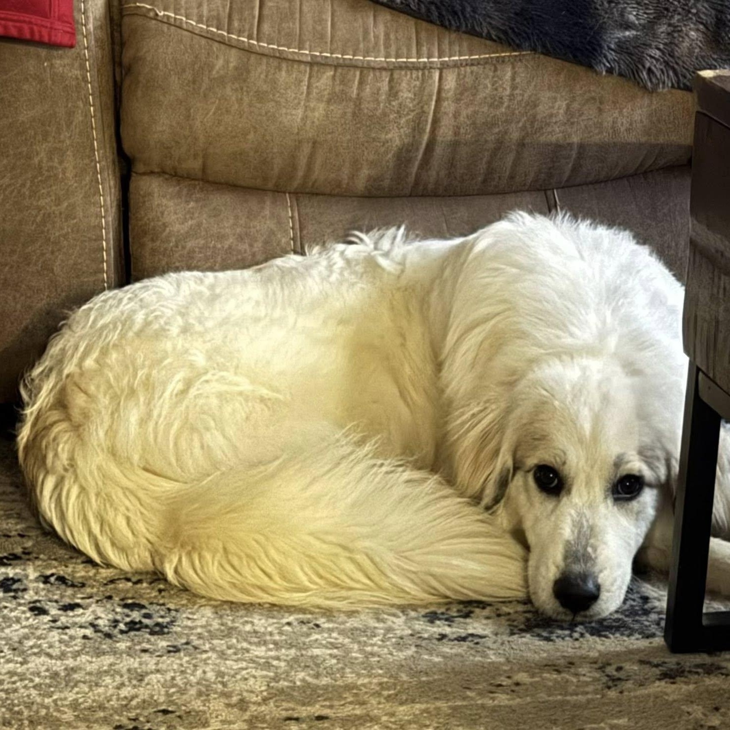 Enlarge Emma, an adopted Great Pyrenees in Calabash, NC image 2/4