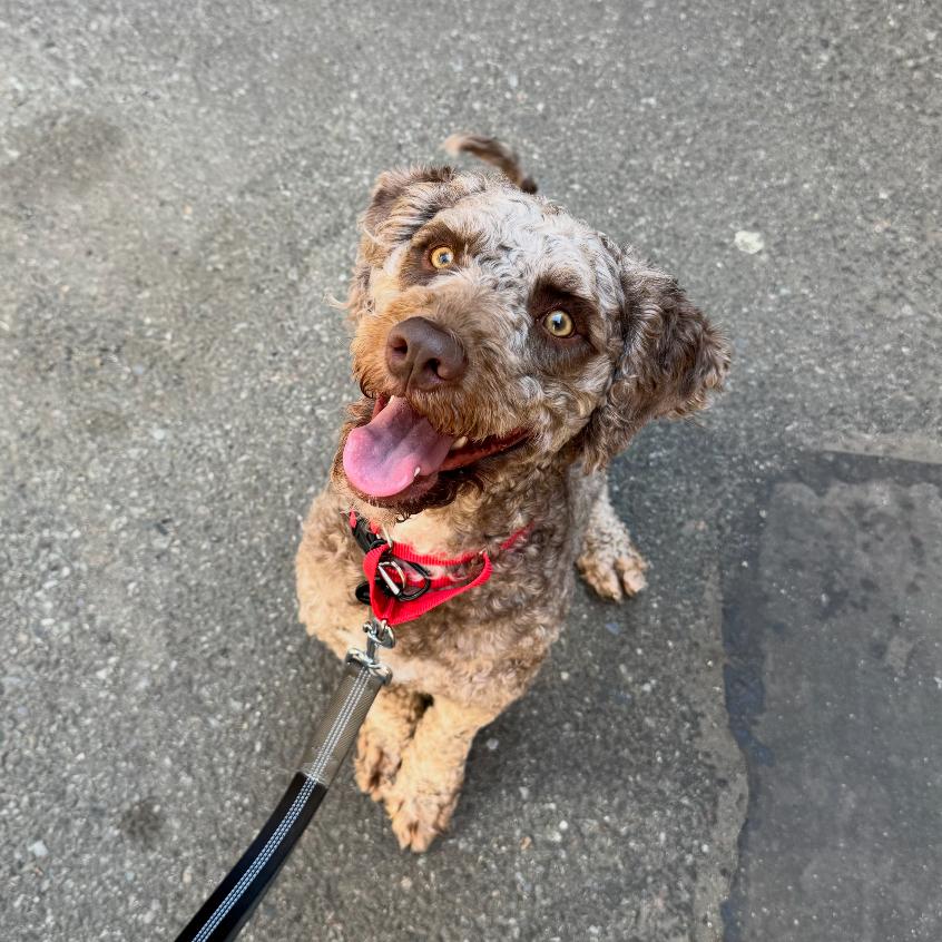 Otis, a Adoptable Poodle in Brooklyn, NY image 1/6