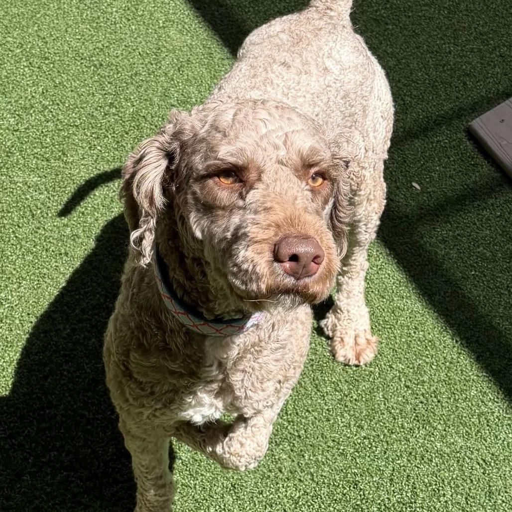 Otis, a Adoptable Poodle in Brooklyn, NY image 2/6