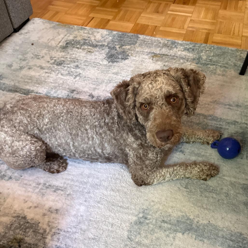 Otis, a Adoptable Poodle in Brooklyn, NY image 3/6