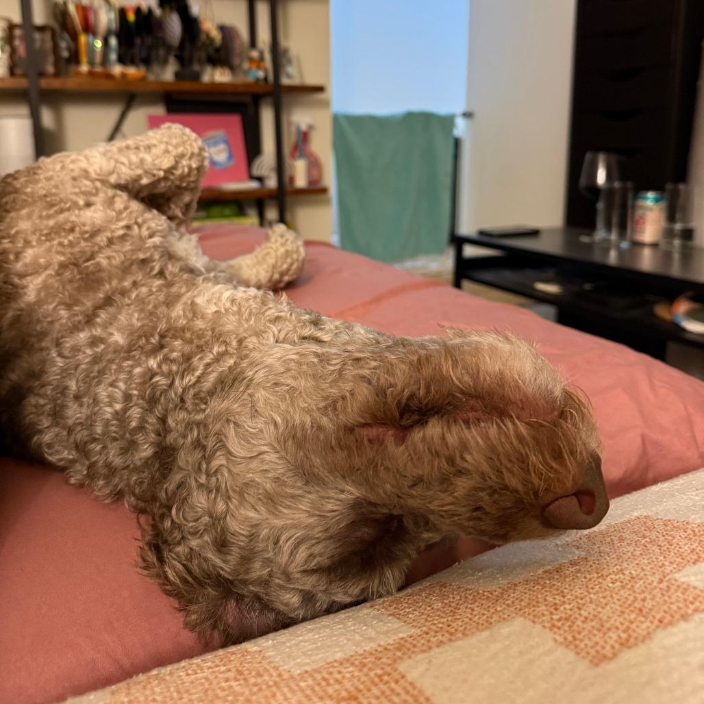 Otis, a Adoptable Poodle in Brooklyn, NY image 4/6