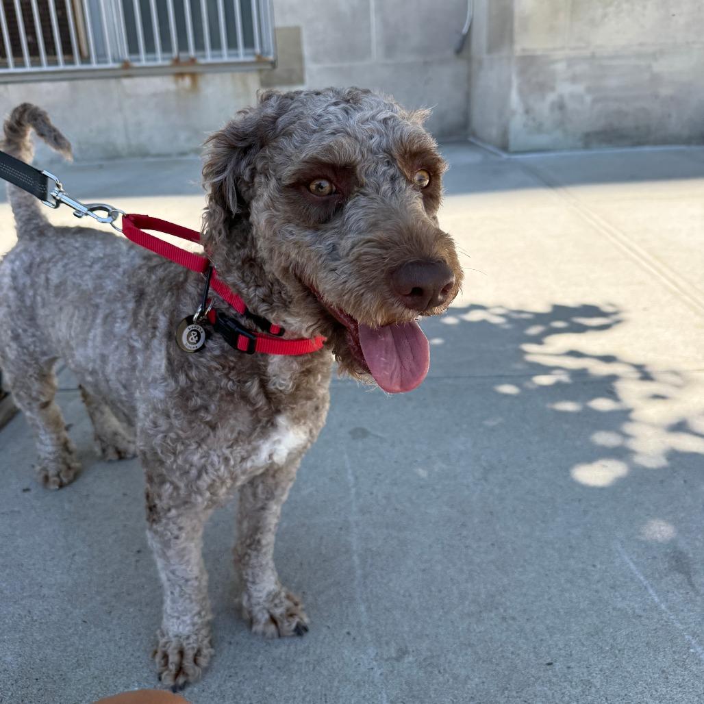 Otis, a Adoptable Poodle in Brooklyn, NY image 5/6