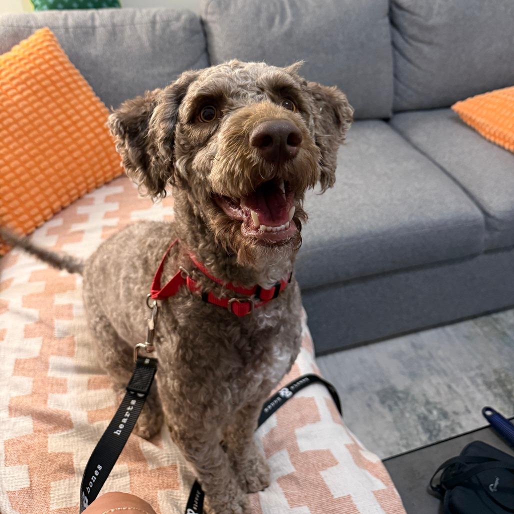 Otis, a Adoptable Poodle in Brooklyn, NY image 6/6