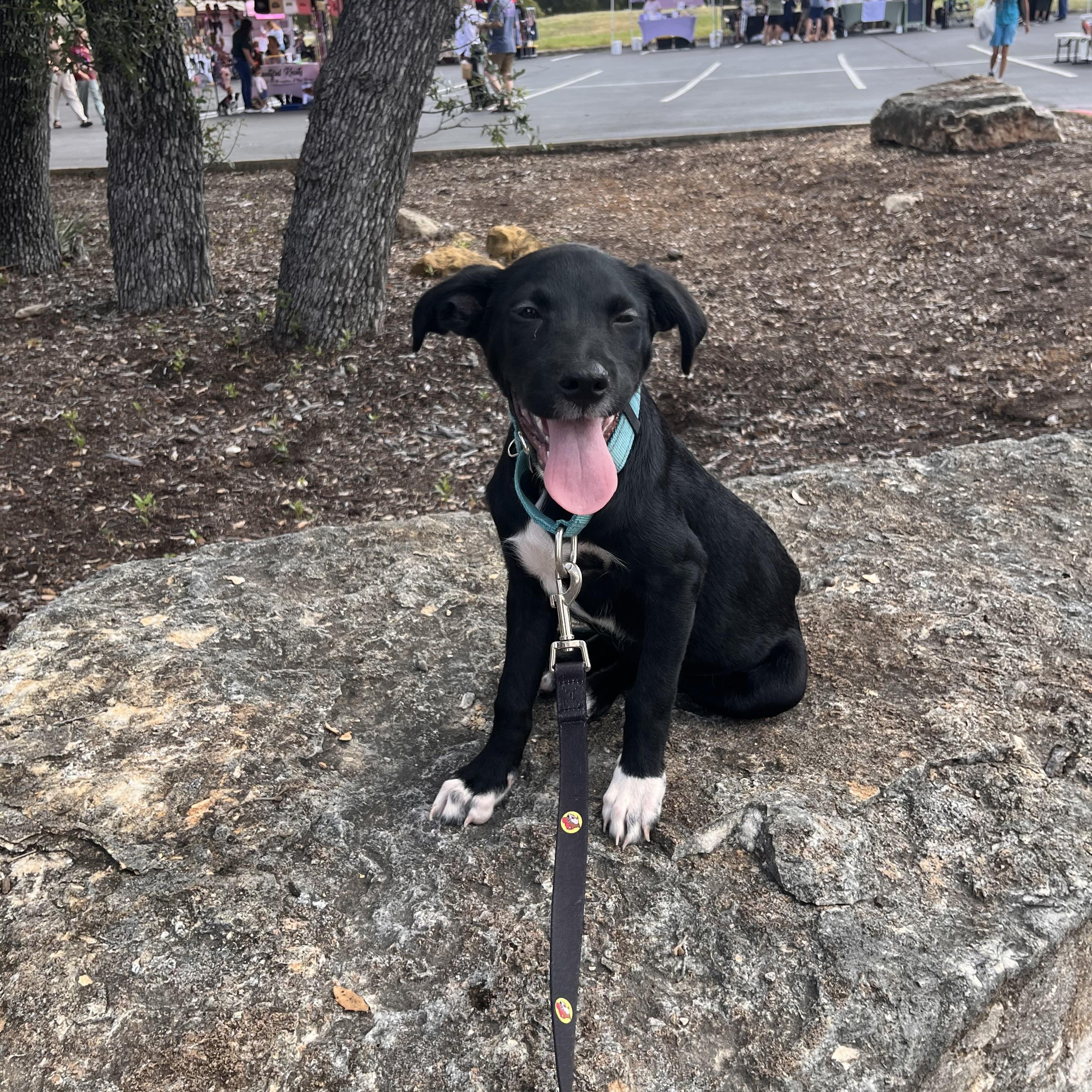Enlarge Maka, a Adopted Terrier in Seattle, WA image 5/5