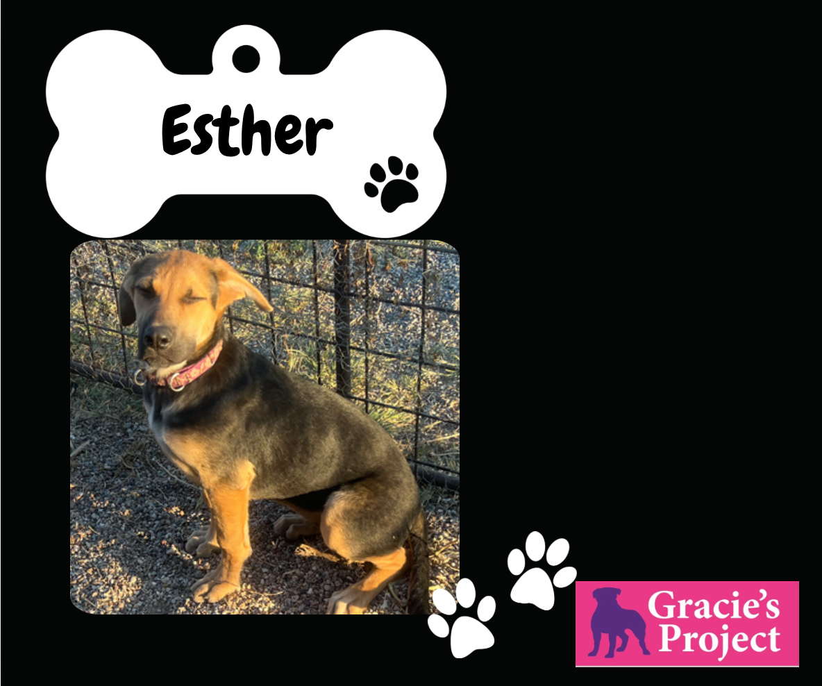Esther, Young Female German Shepherd Dog