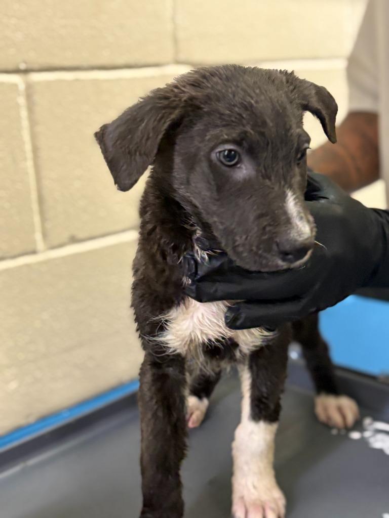 Cato, Adoptable, Young Male Mixed Breed.