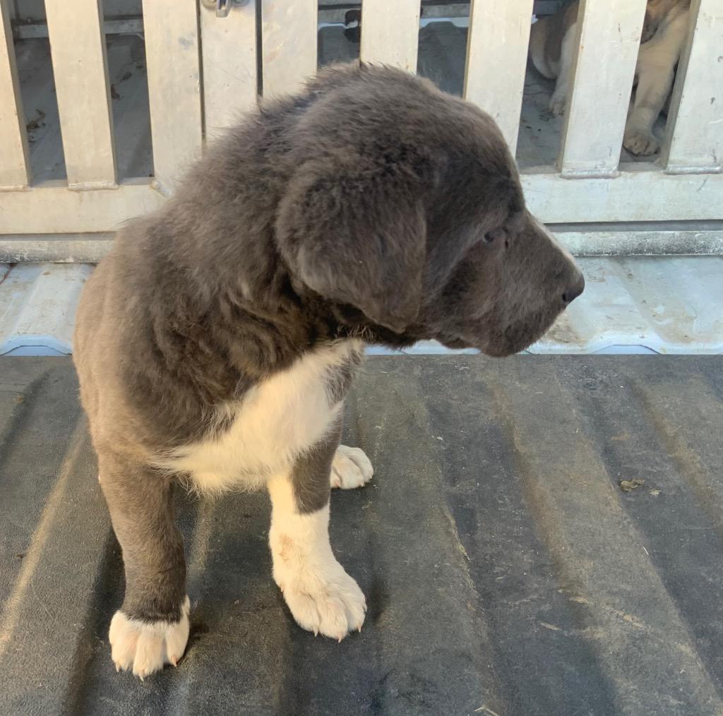 Enlarge Cato, a Adoptable mixed breed in Effingham, SC image 2/2
