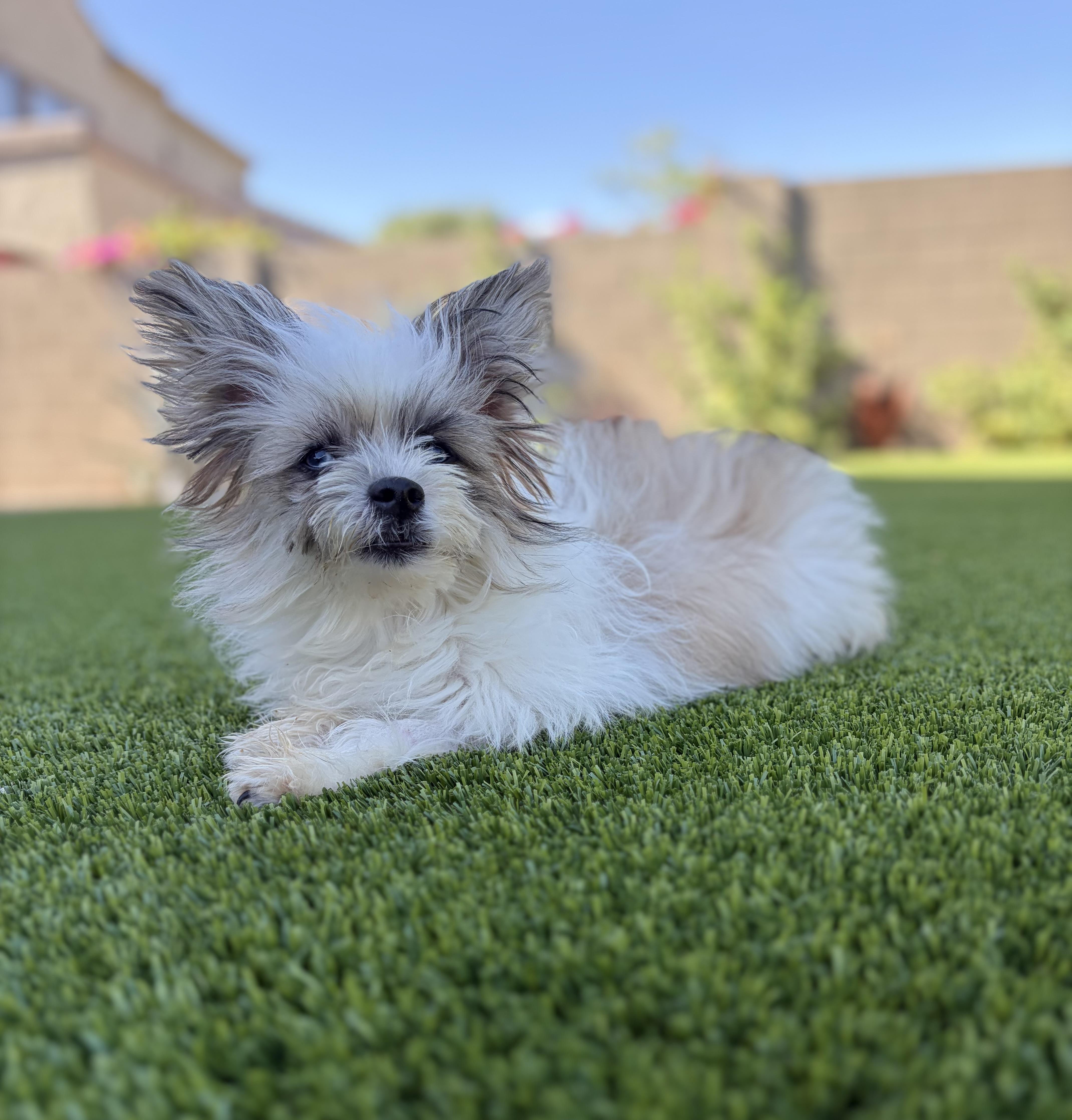 Gizmo, an adopted mixed breed in Phoenix, AZ image 6/6
