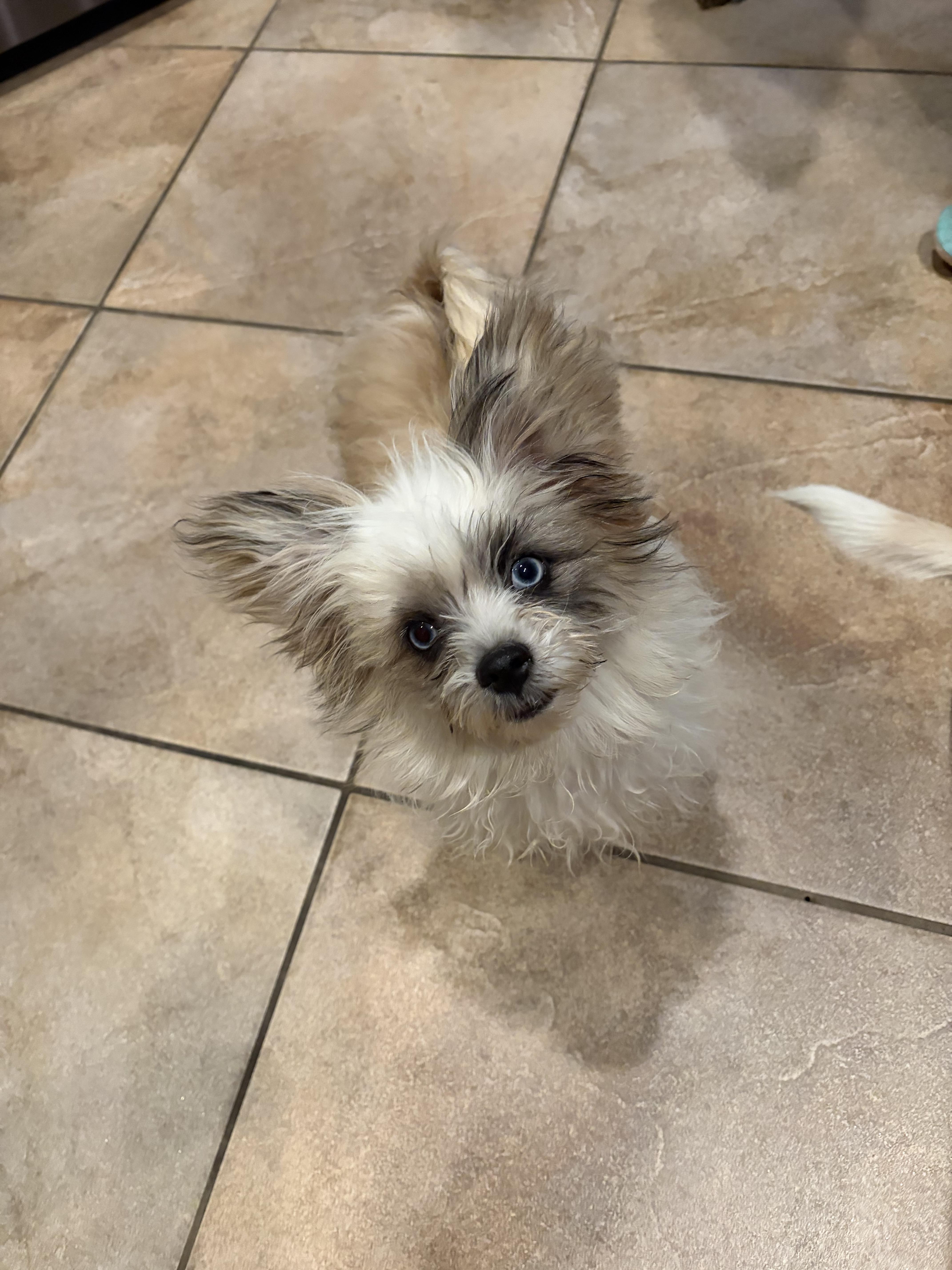 Gizmo, an adopted mixed breed in Phoenix, AZ image 5/6