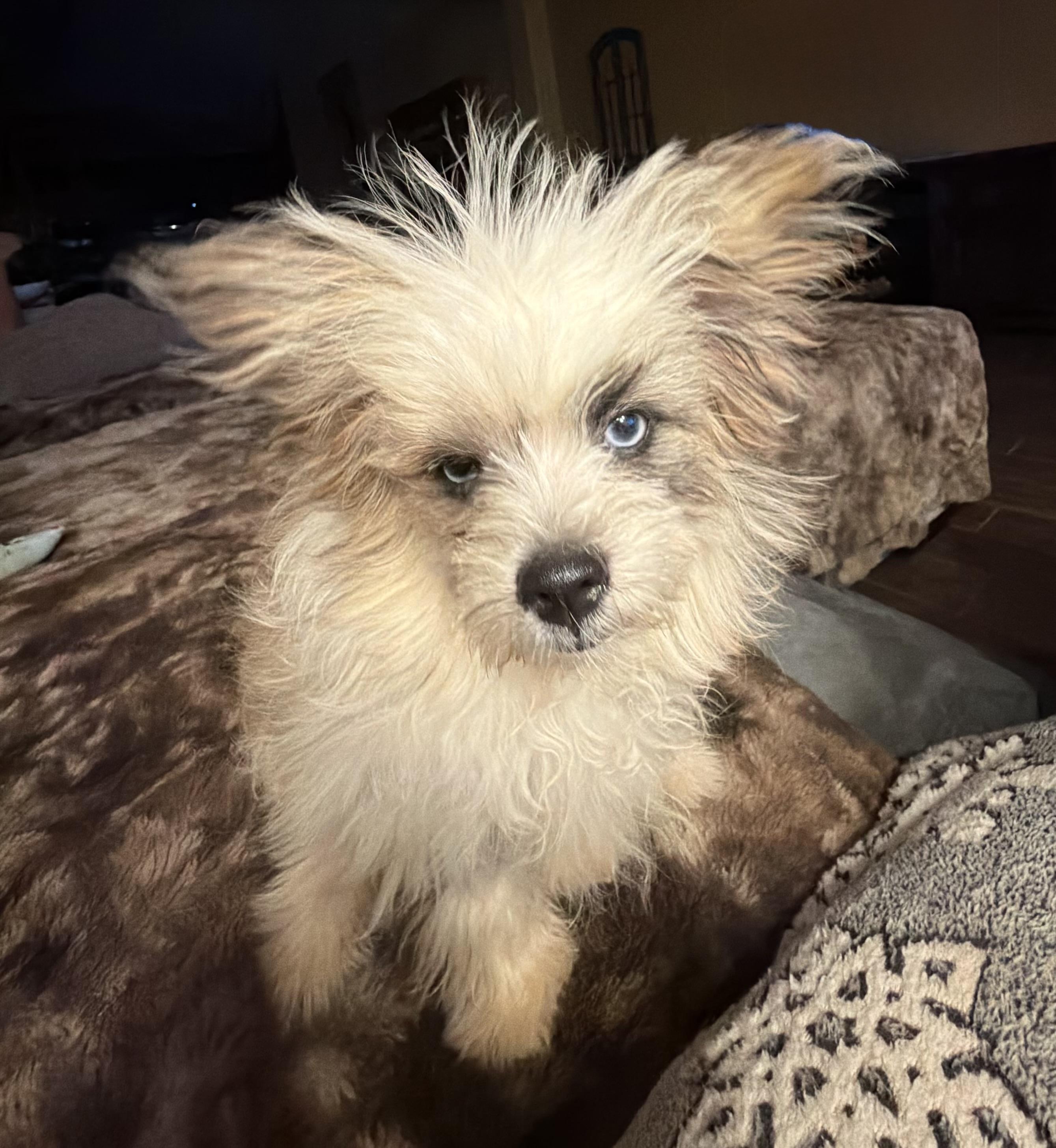 Gizmo, an adopted mixed breed in Phoenix, AZ image 4/6