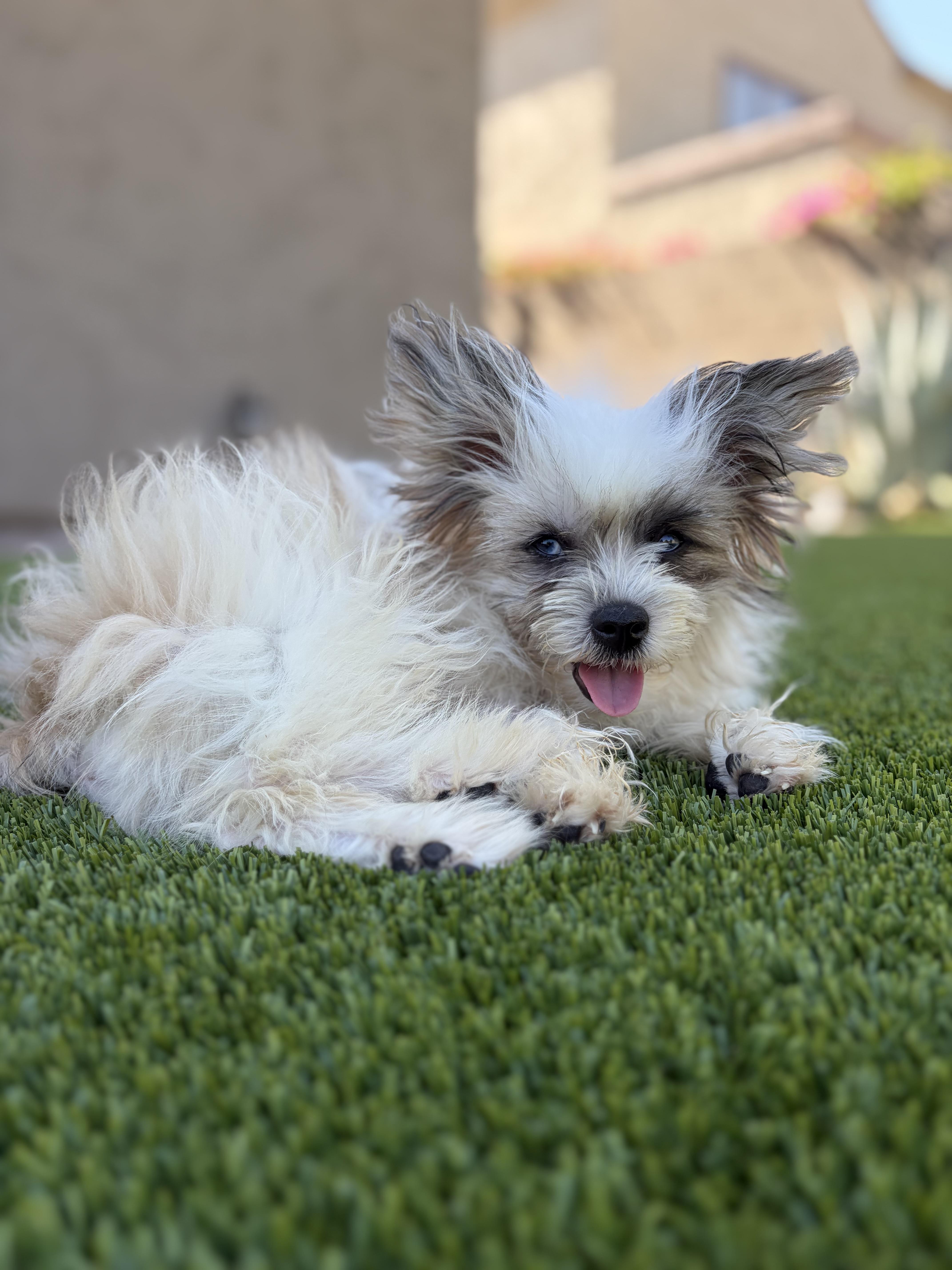 Gizmo, an adopted mixed breed in Phoenix, AZ image 3/6