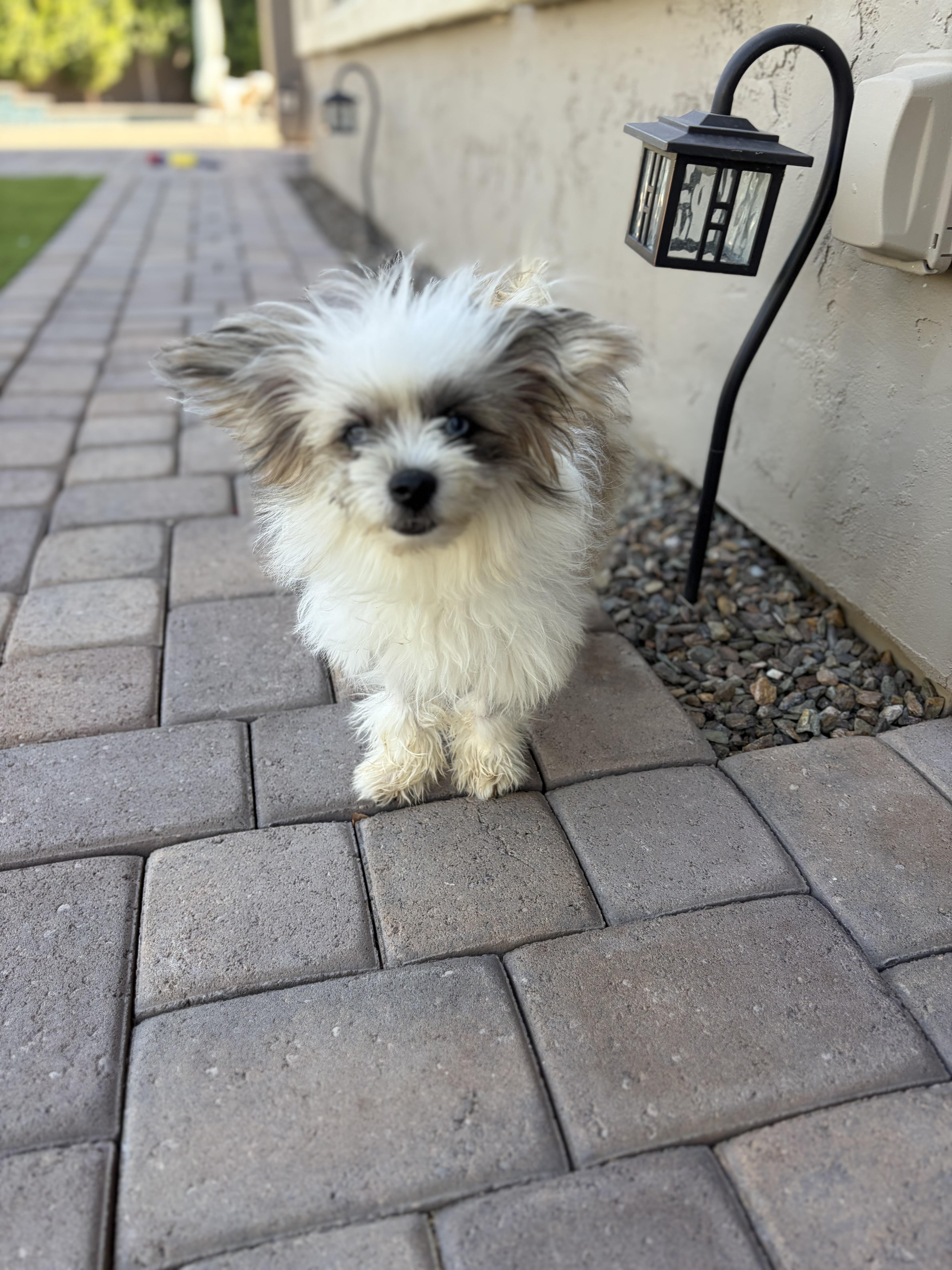 Gizmo, adopted, Puppy Male Shih Tzu & Pomeranian.