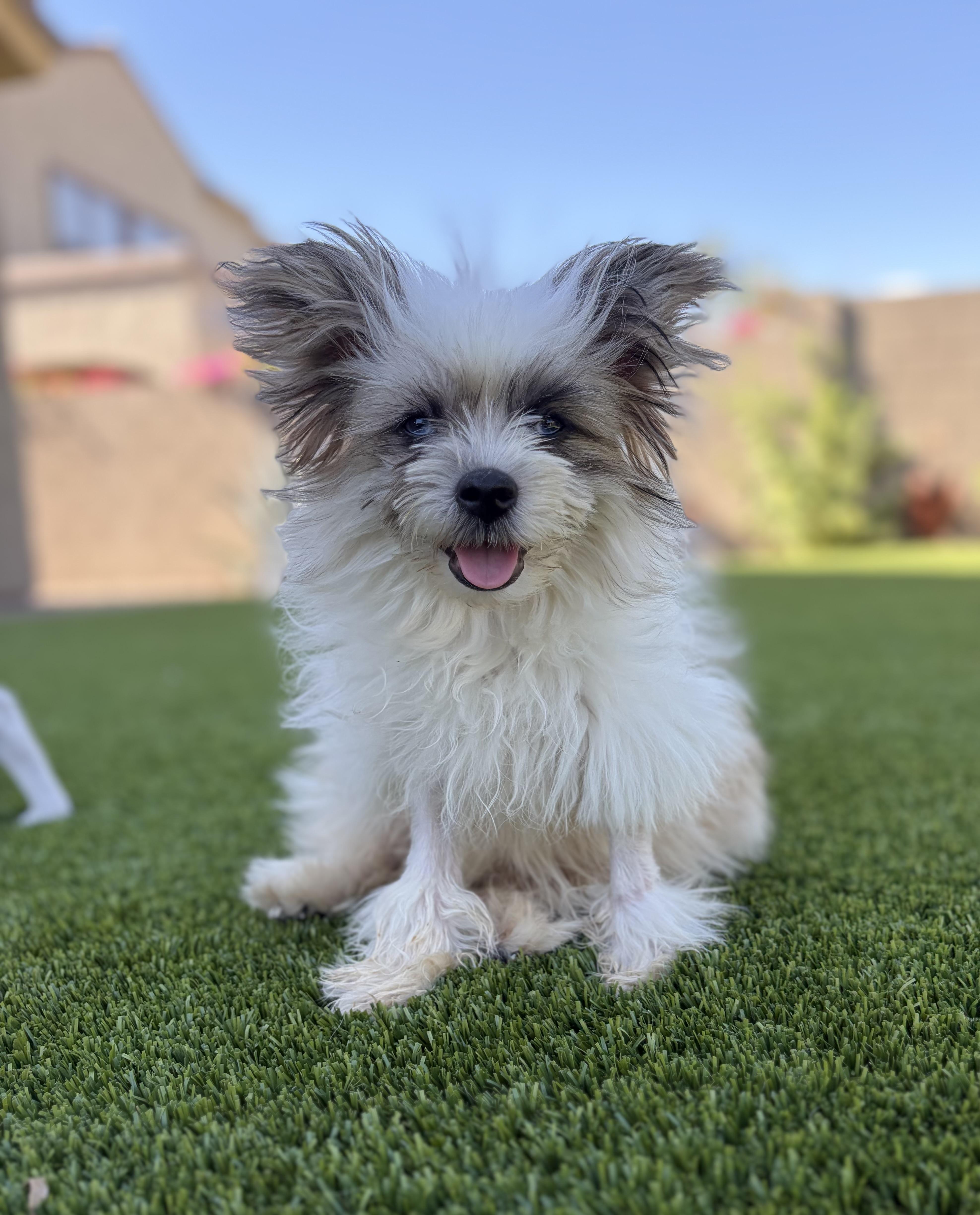 Gizmo, an adopted mixed breed in Phoenix, AZ image 2/6