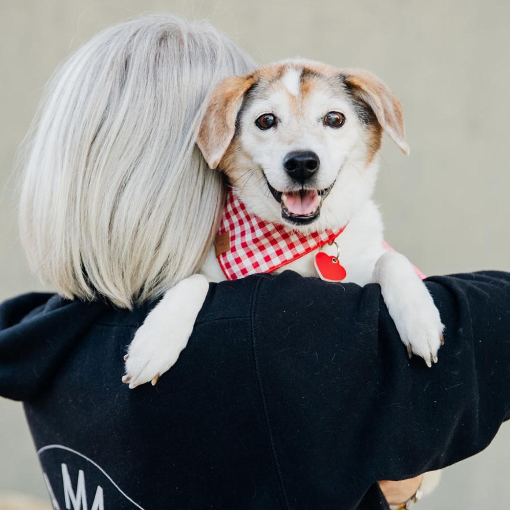 Liz Quackers, Adoptable, Senior Female Beagle.