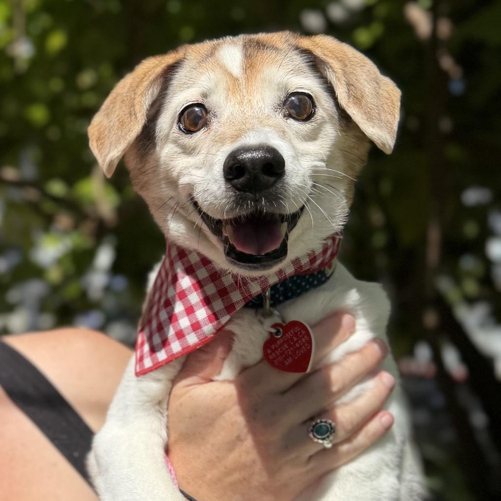 Enlarge Liz Quackers, a Adoptable Beagle in Los Angeles, CA image 2/6