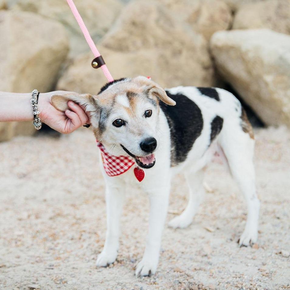 Enlarge Liz Quackers, a Adoptable Beagle in Los Angeles, CA image 3/6