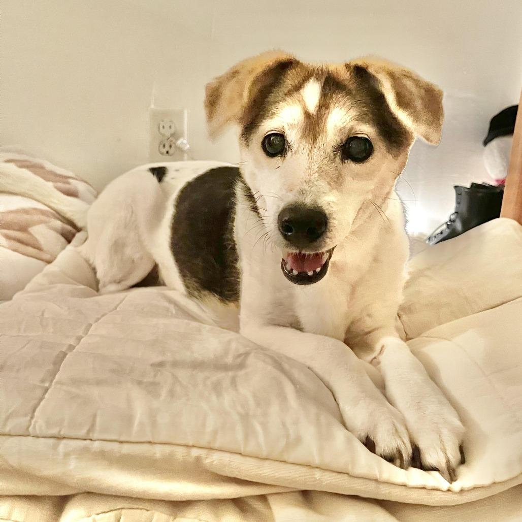 Enlarge Liz Quackers, a Adoptable Beagle in Los Angeles, CA image 4/6