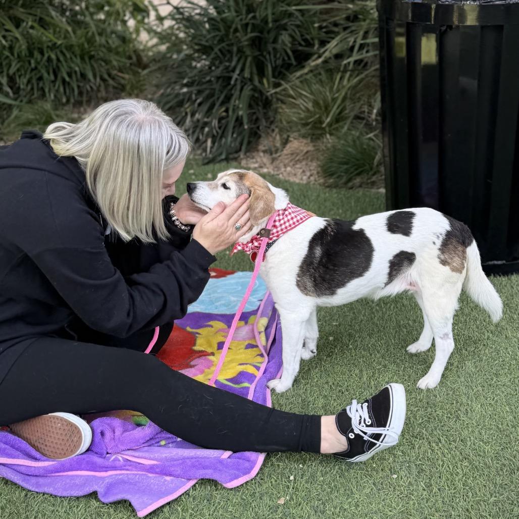 Enlarge Liz Quackers, a Adoptable Beagle in Los Angeles, CA image 5/6