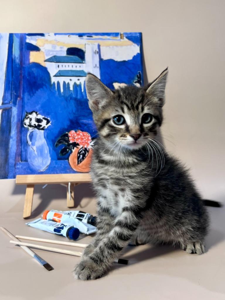 Henri Catisse, Adoptable, Kitten Male Domestic Short Hair.