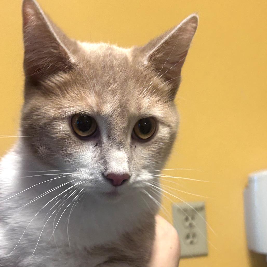 Enlarge Peaches, a Adoptable American Shorthair in Norman, OK image 1/1